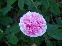 25-06-05kodak_271