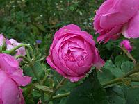 06-07-05kodak_273