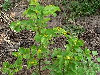 2009-07-06_08-22-29_0053